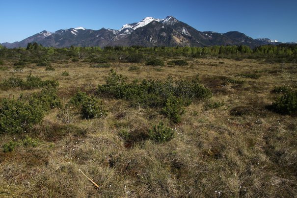 Naturschutzgebiet Kendlmühlfilzen